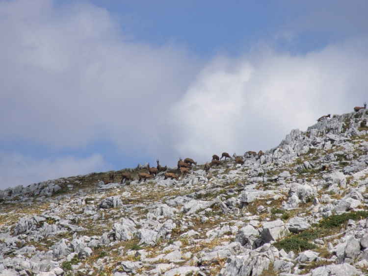 Camoscio d''Abruzzo Rupicapra pyrenaica ornata